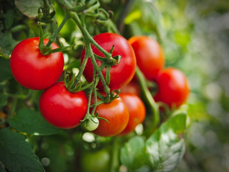 arroser vos plants de tomates